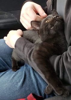 a person holding a black cat in their lap while sitting in the back seat of a car