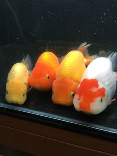 four orange and white koi fish sitting on top of a black counter next to each other