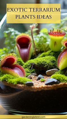 an exotic terrarium with plants and rocks in the center, on top of moss