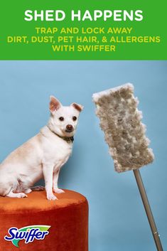 a small white dog sitting on top of a stool next to a pile of hair