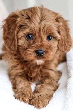 Cute Small Dogs, Very Cute Puppies, Really Cute Puppies, Cavapoo Puppies, Labradoodle Puppy, Super Cute Puppies, Tiny Puppies, Cute Animals Puppies, Very Cute Dogs