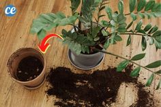 a potted plant sitting on top of a wooden table next to a dirt pile