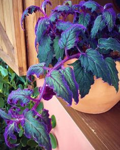 a potted plant with purple and green leaves