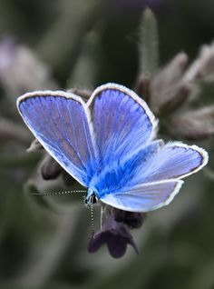 a blue butterfly sitting on top of a purple flower