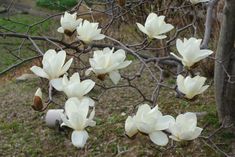 white flowers blooming on the branches of a tree in front of a grassy area