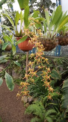 several potted plants with yellow flowers and green leaves