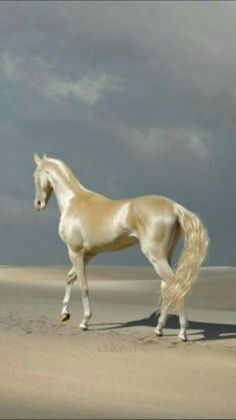 a white horse standing on top of a sandy beach next to the ocean under a cloudy sky