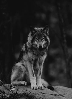 a black and white photo of a wolf sitting on a rock