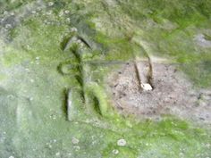 an image of some type of animal in the grass with rocks and dirt around it