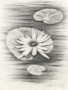 a pencil drawing of a water lily and its reflection in the water with leaves floating on it