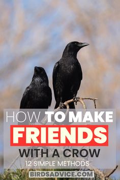 how to make friends with a crow Crow Brings Gifts, Pictures Of Crows, How To Attract Crows And Ravens, Food For A Crow, Facts About Crows, Crow House Diy, Crow Box Diy, What Do Crows Eat, How To Make Friends With Crows