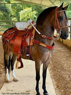 a brown horse standing on top of a sidewalk