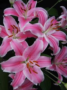 pink lilies are blooming in the dark, with green leaves on the side