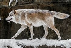 a wolf walking in the snow near some rocks