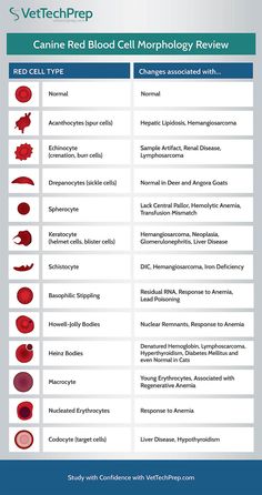 an info sheet with different types of blood vessels and their corresponding names, including red blood cells