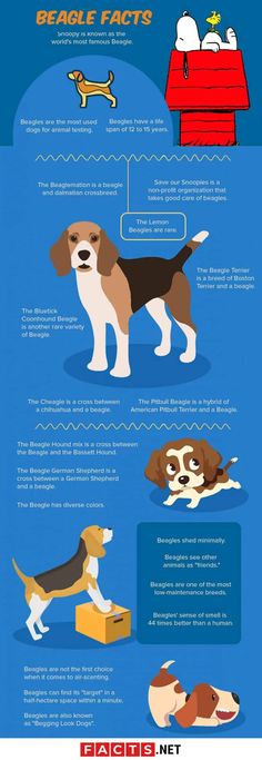 an info poster showing different types of dogs