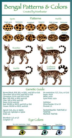 a poster with different types of cats and their markings on it's back side