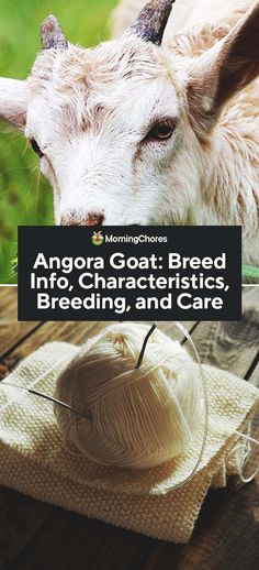 an animal that is standing next to a ball of yarn on a wooden table with the words angora goat breed info - characteristics, breeding and care