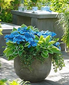 a large potted planter filled with blue flowers on top of a wooden deck