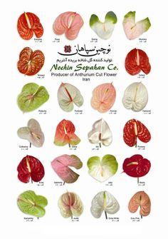 various types of flowers are shown in this poster, with the names and colors on them