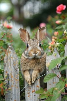 a brown rabbit sitting on top of a wooden fence next to pink flowers and greenery