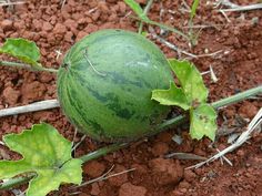 a watermelon growing on the ground with leaves and dirt in the foreground