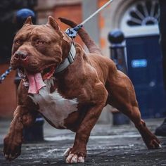 a brown and white pitbull running on a leash with it's tongue hanging out