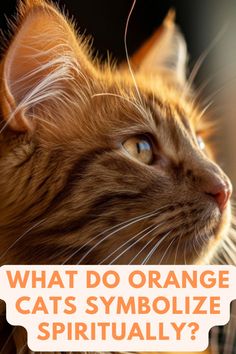 a close up of a cat with the words what do orange cats symbolize?