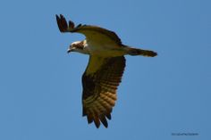 an ostrich flies through the blue sky with its wings spread out and it's head down