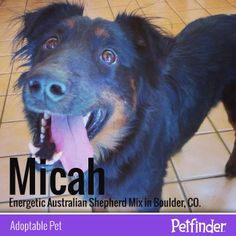 a black and brown dog standing on top of a tiled floor