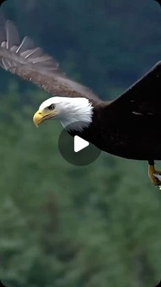 an eagle flying through the air with its wings spread