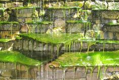 green moss growing on the side of a stone wall with water running down it's sides