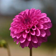 a pink flower is blooming in the garden