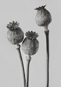 black and white photograph of three flowers on top of each other with one flower in the middle