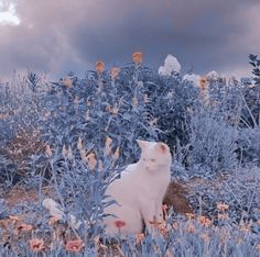 a white cat sitting in the middle of a field with wildflowers under a cloudy sky