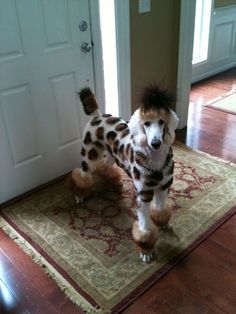 a poodle standing on top of a rug in front of a door with its tongue out