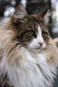 a long haired cat sitting on top of a window sill looking at the camera