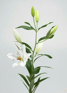 a white flower with green leaves in a vase