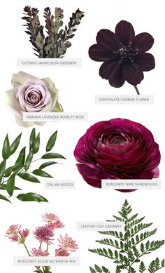 the different types of flowers are shown in this graphic style, including pink and purple