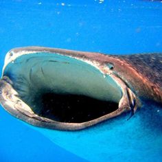 an animal with its mouth open in the water