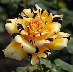 a yellow and black flower with leaves in the background