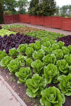 a garden filled with lots of lettuce next to a red fence and trees