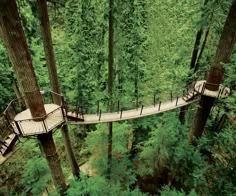 a tree top walkway in the middle of a forest