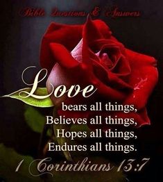 a red rose with the words love bears all things, believe all things, hopes all things