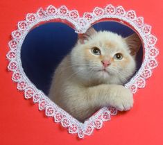 a white cat sitting in a heart shaped frame