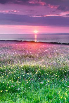 the sun is setting over an open field with wildflowers and water in the background