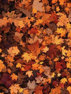 Fallen Autumn Leaves - Art Print from Wallasso - The Wall Art Superstore