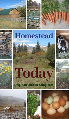 a collage of photos with the words, homestead today