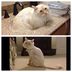 two pictures of a white cat sitting in a bathroom sink next to an image of the same cat