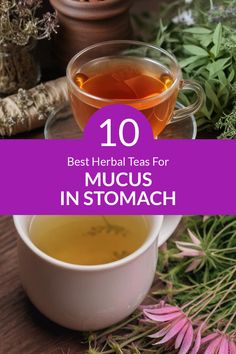 the top 10 best teas for mucus in stomach